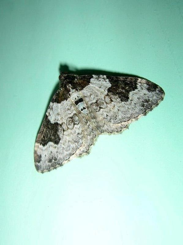 Xanthorhoe fluctuata